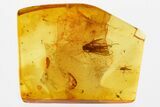 Detailed Fossil Caddisfly and True Midge In Baltic Amber #381324-1